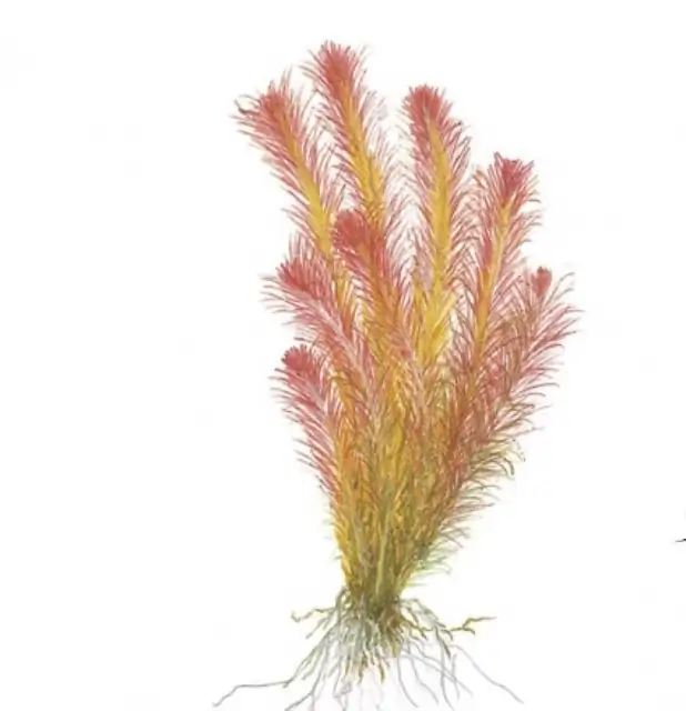 Rotala wallichii